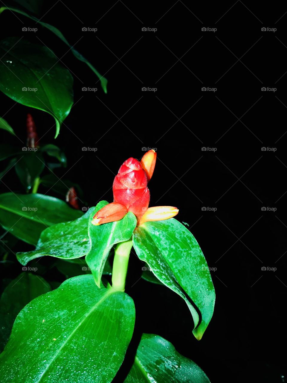 Red ginger plant