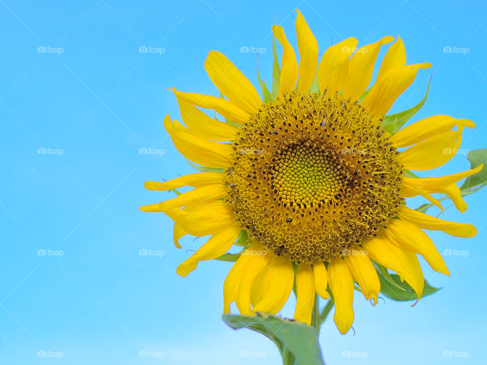 Sun flower