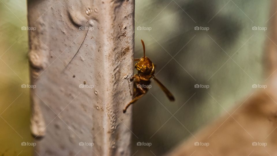 Wasp on metal