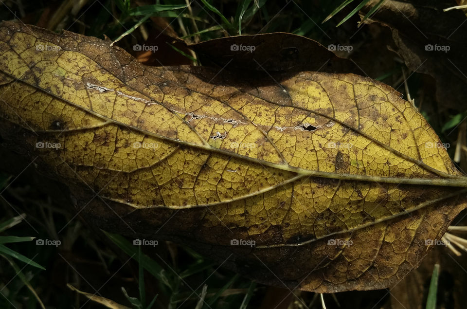 Yellow Leaf