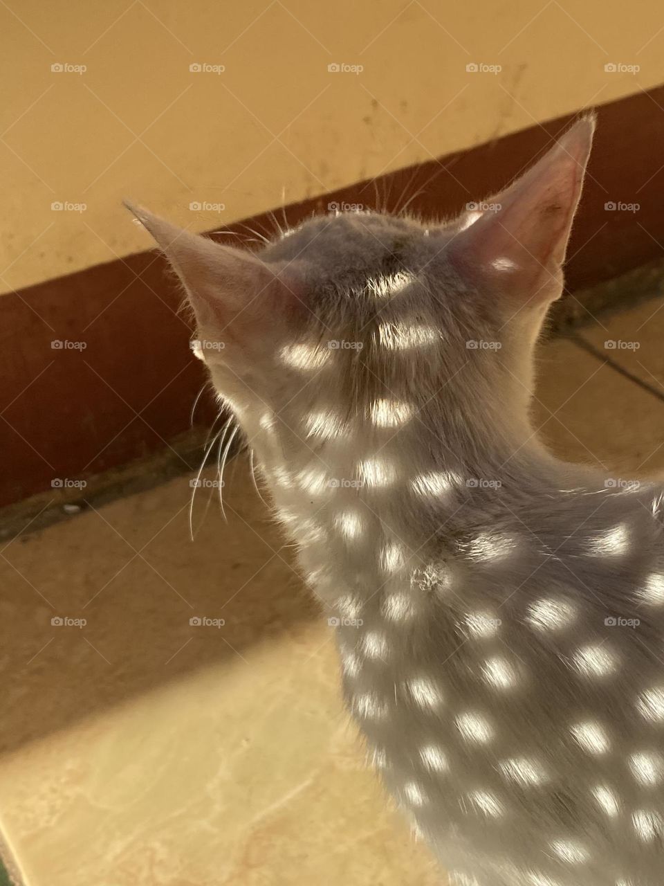 Spots of lights reflect on the cat’s body 