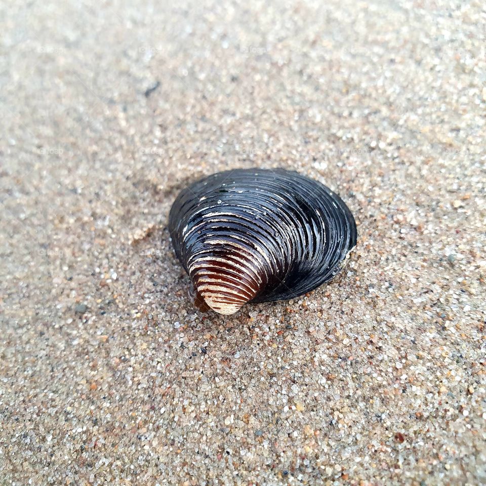Black shell on the sand.