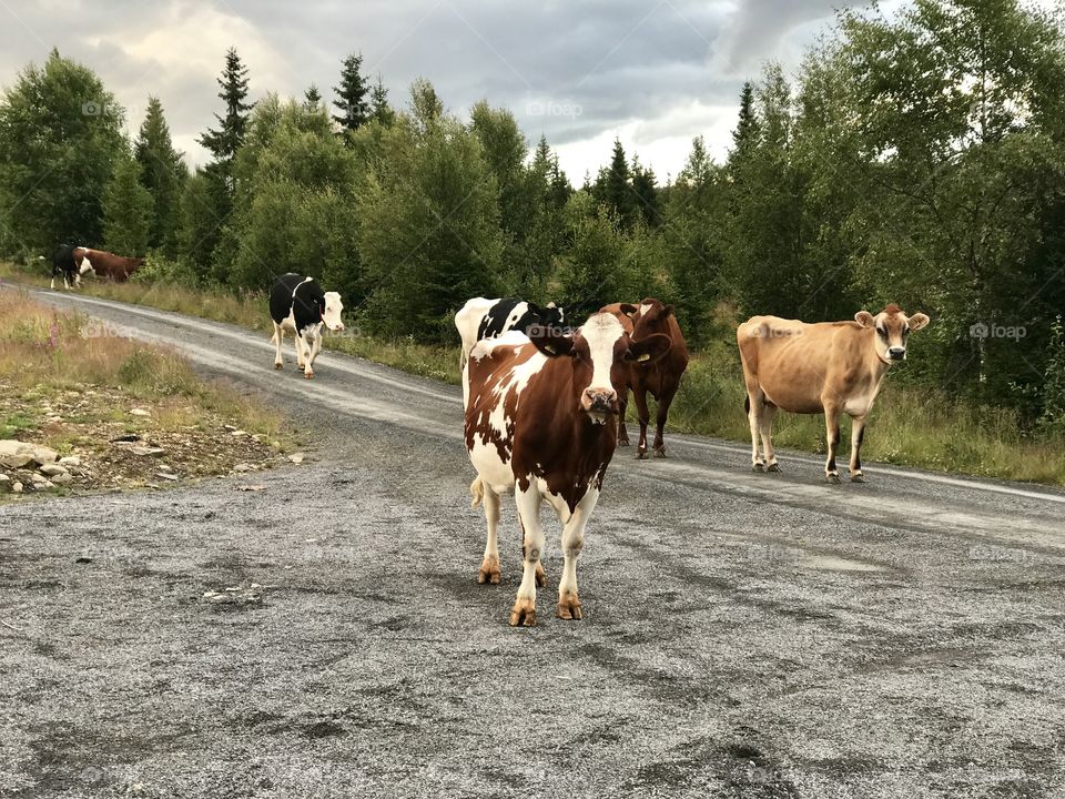 Cows stare