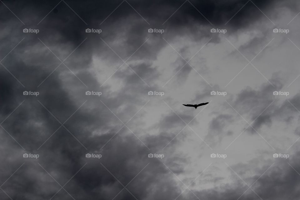 Turkey Vulture in Clouds