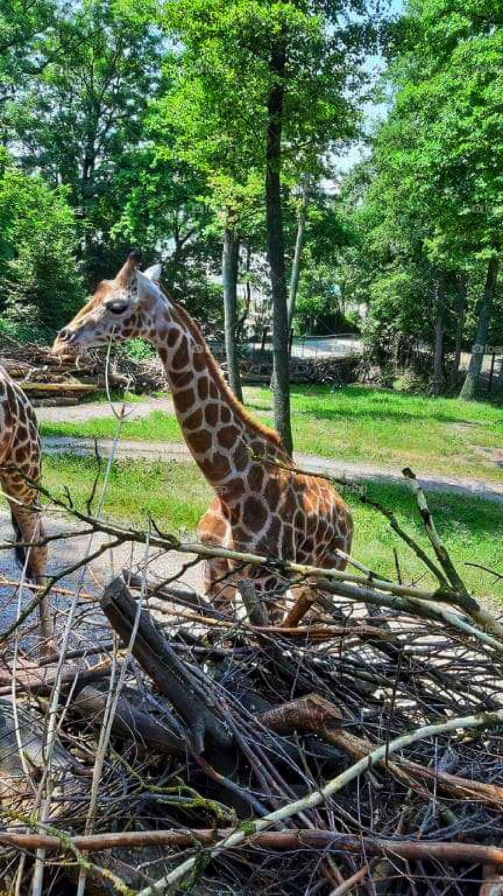 Giraffe eating quietly