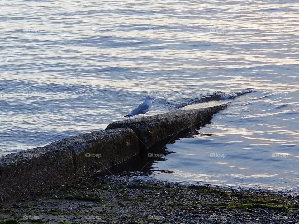 Seagull on log