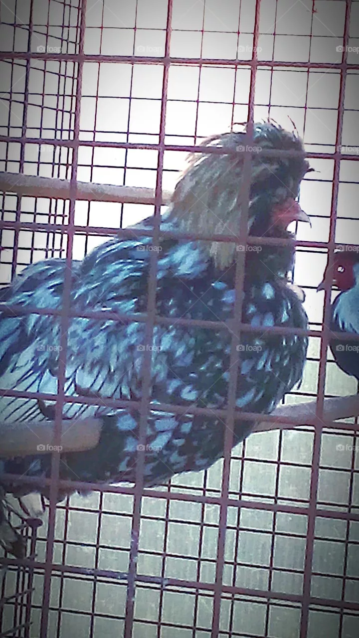 Strange Bird