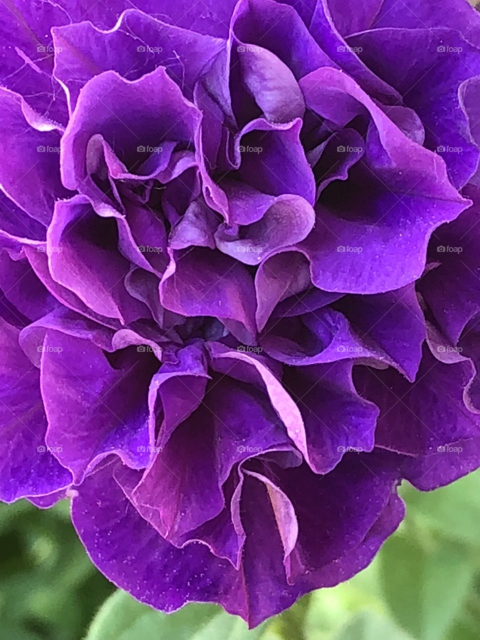 Fancy purple petunia bloom