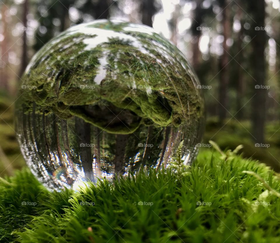 Lensball. Forest and moss.