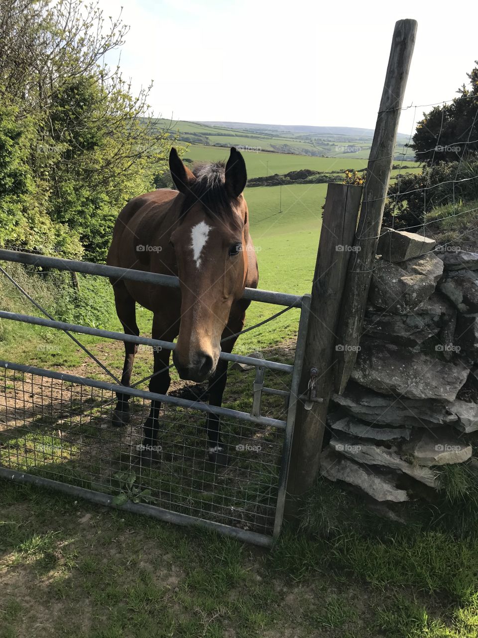 This. beautiful Exmoor pony visited me at this gate against a backdrop of sumptuous Somerset beauty.