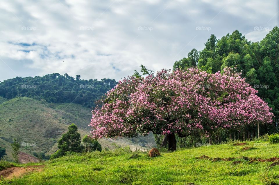 tree flowers