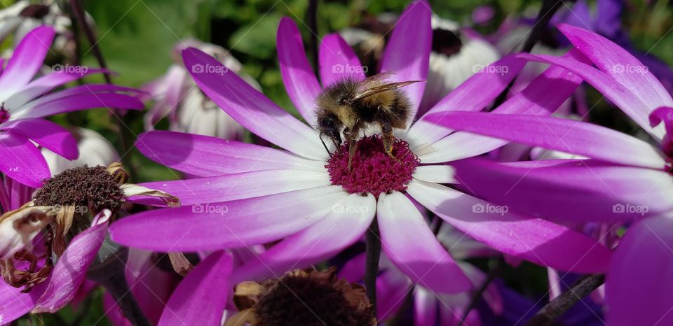 Honey Bee Pollinating Flowers