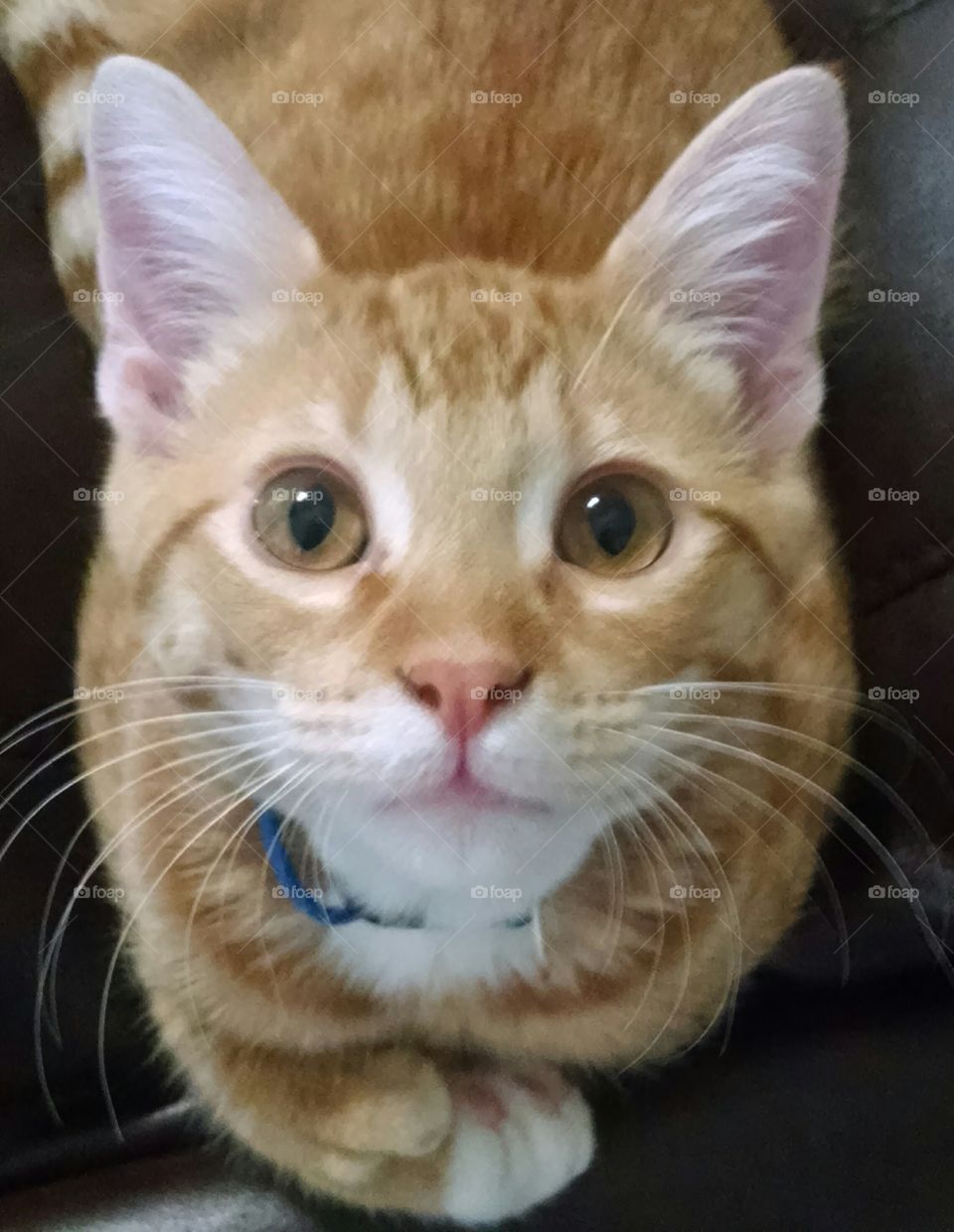 Six toe Joe, polydactyl cat