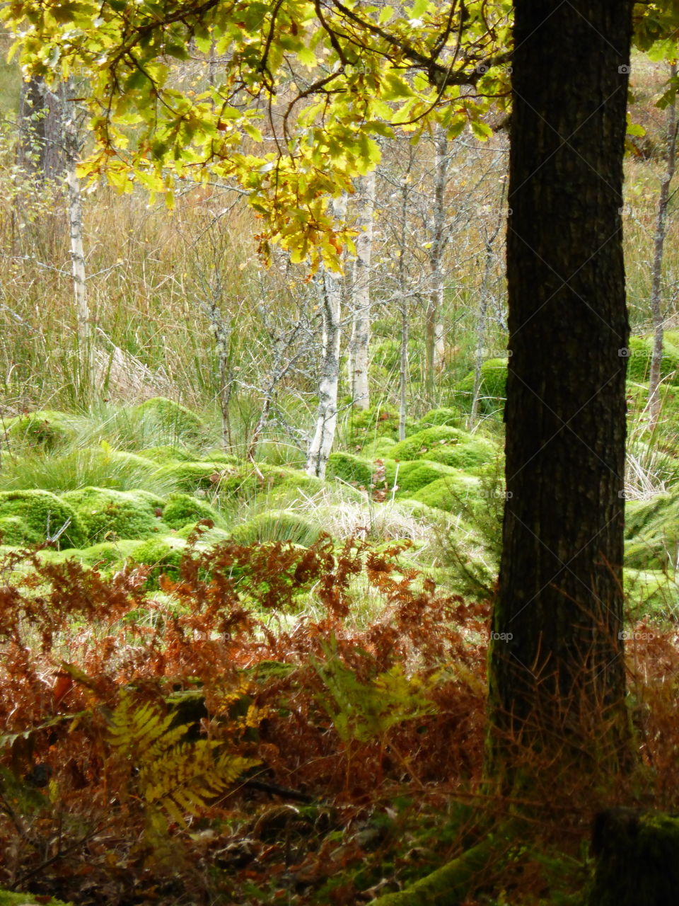 Autumn colors in the  forest