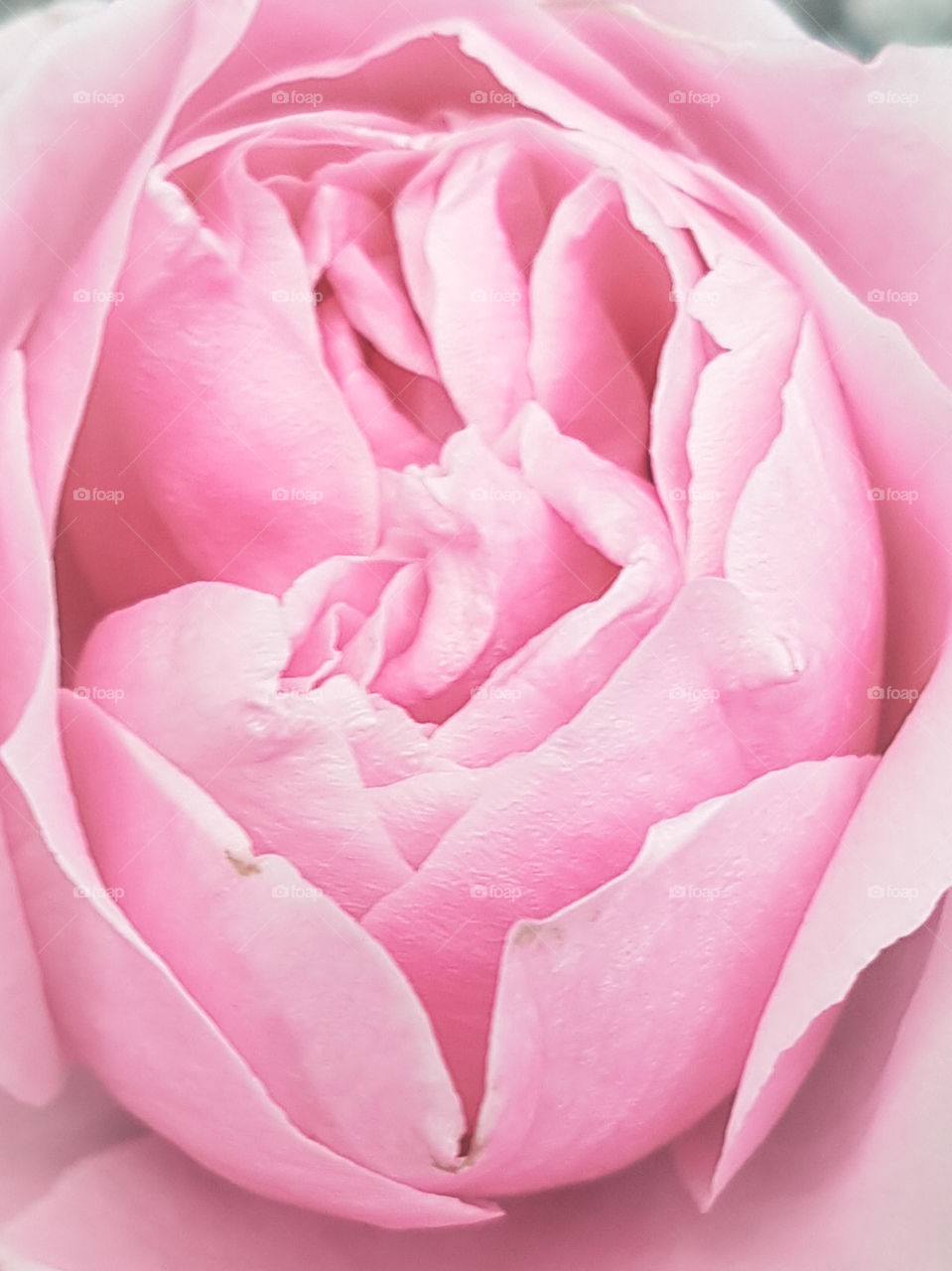 pink rose