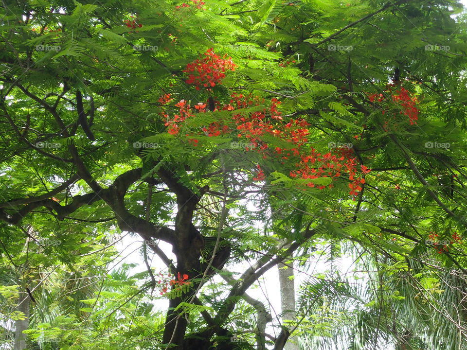 Red flowering tree