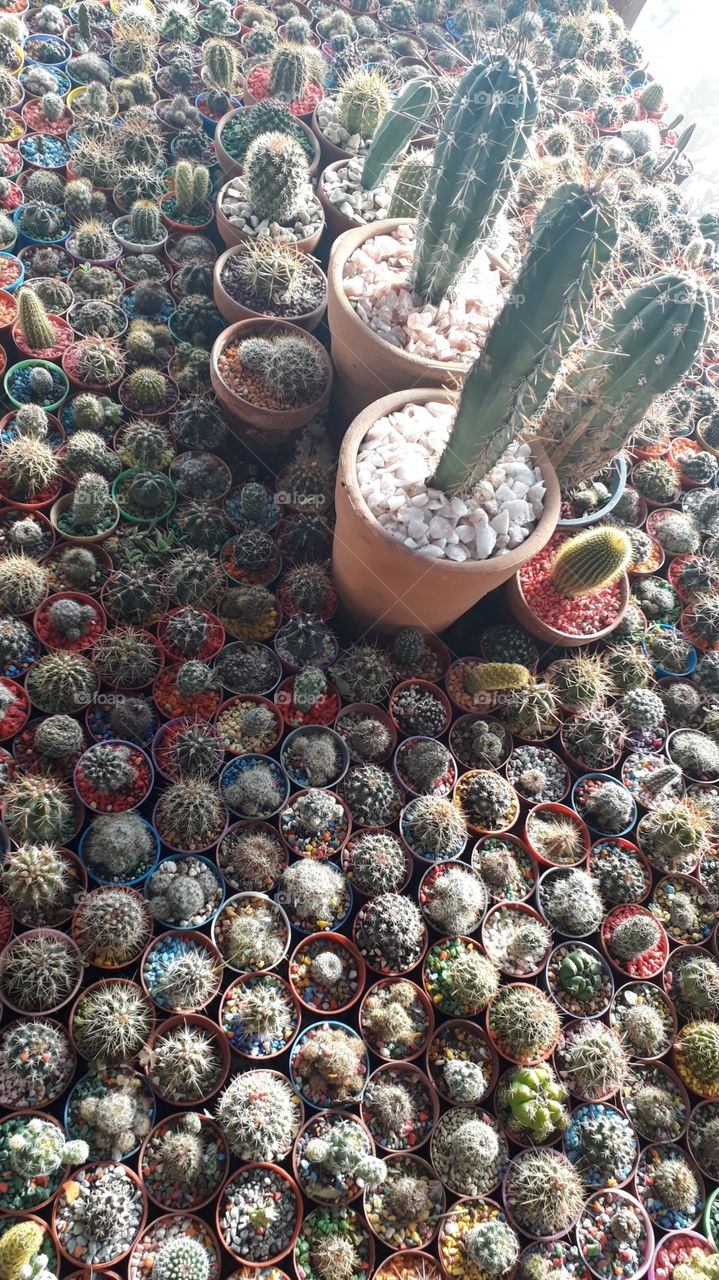 cactus exótico suculenta jardín