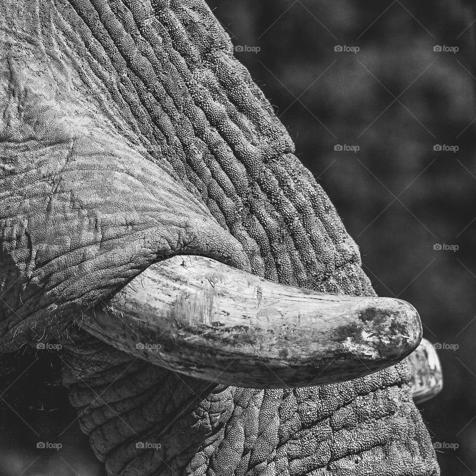 Close up view of an elephant’s tusk and part of it’s tusk.