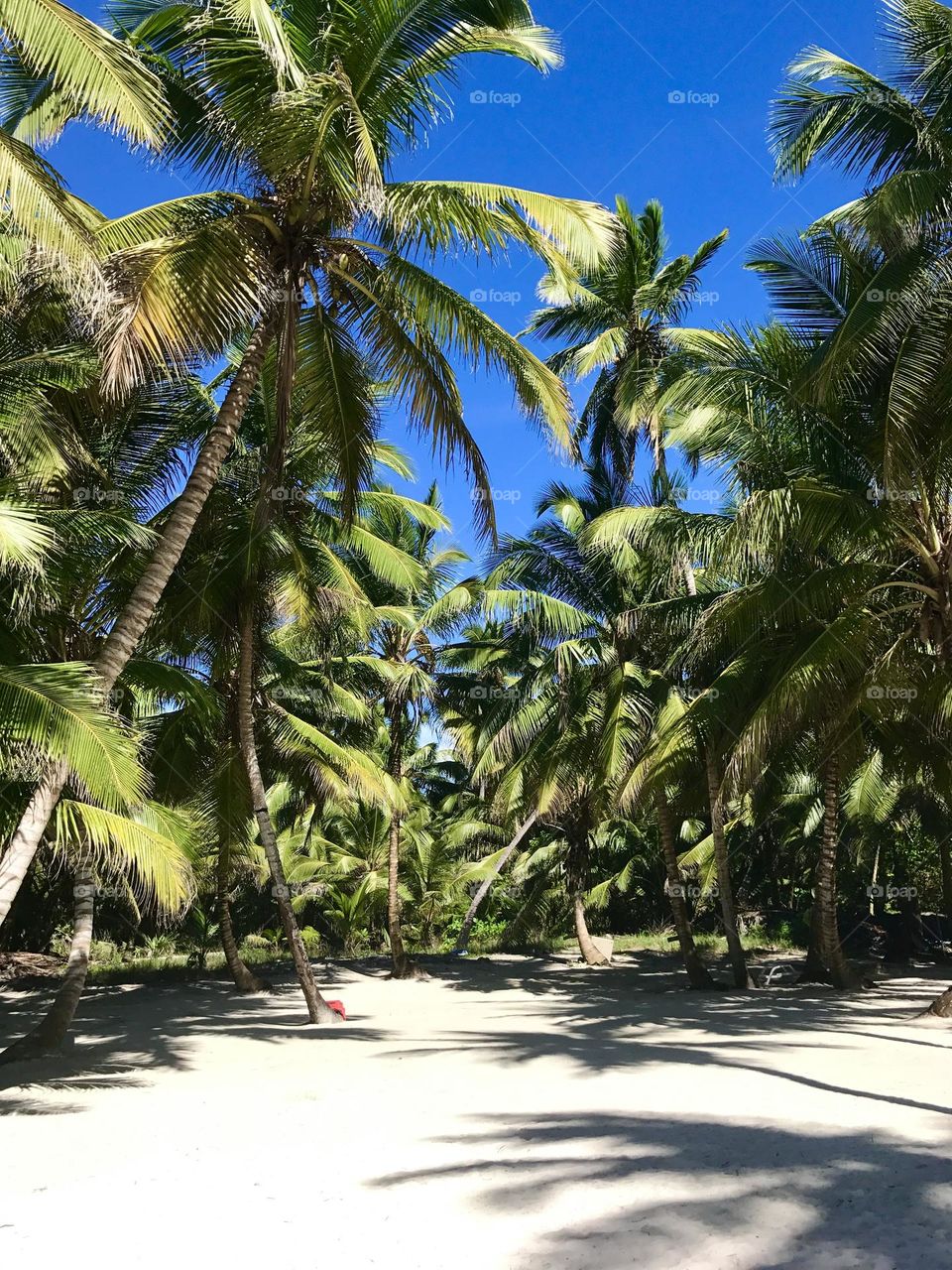 Nature plant coconut  palms
