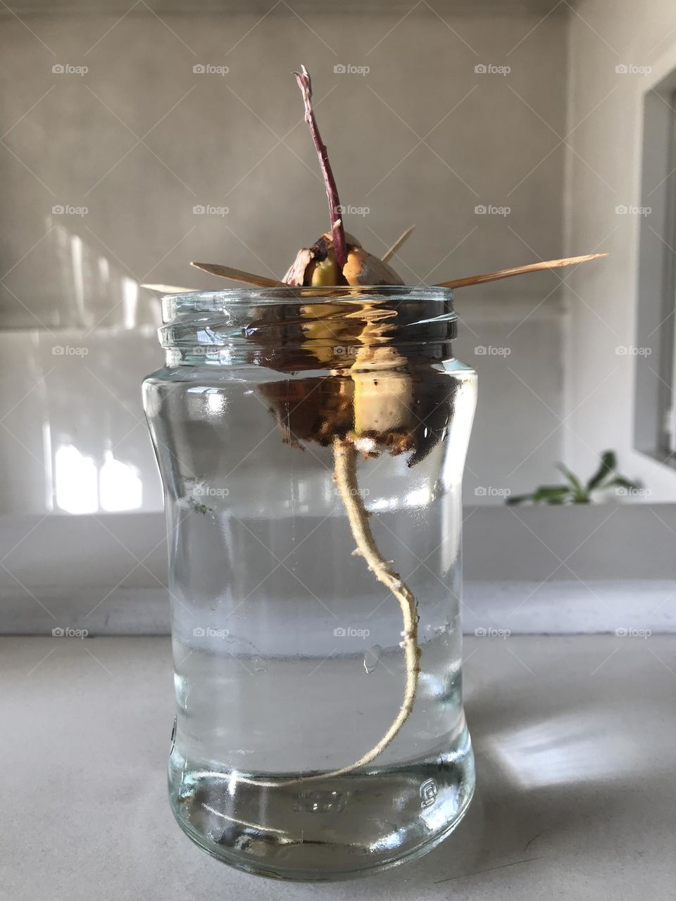 The green story of growth and germination. Life is a constant struggle.