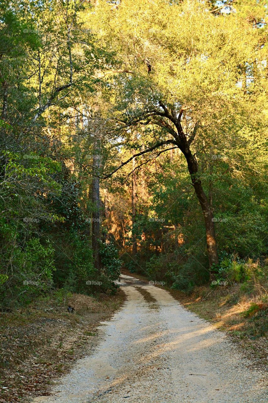 Enchanted Lens: Exploring the Magic forest -  It represents the unknown where anything can happen. It is outside of normal experience, and is both a magical realm and a place of danger.