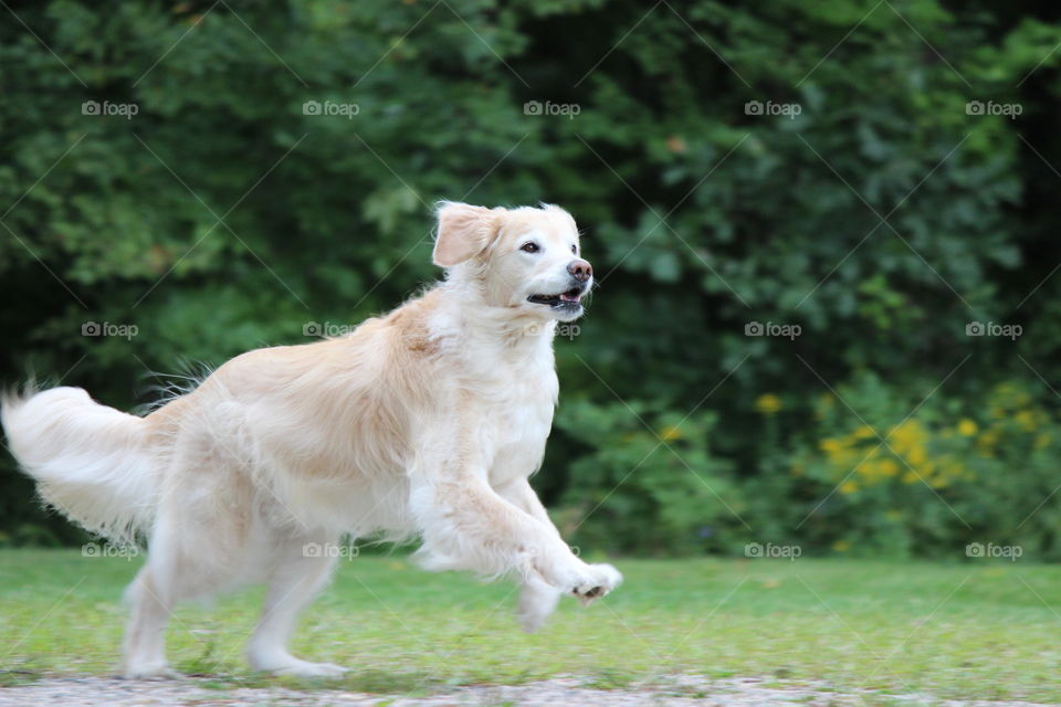 Kaci, our golden retriever in action chasing a frisbee