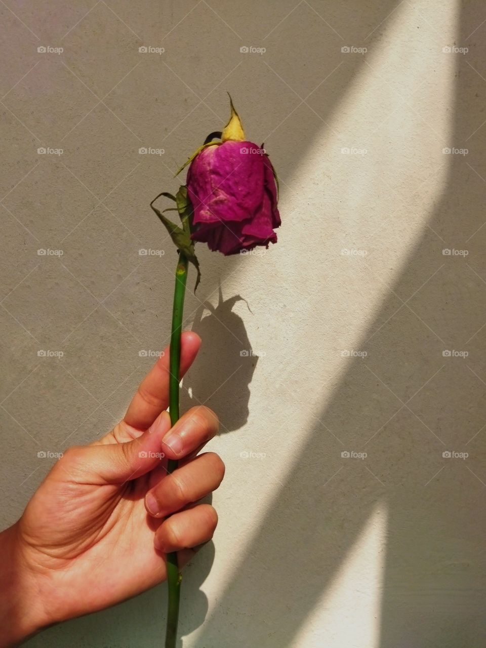 Isolited pink rose flower in hand man .