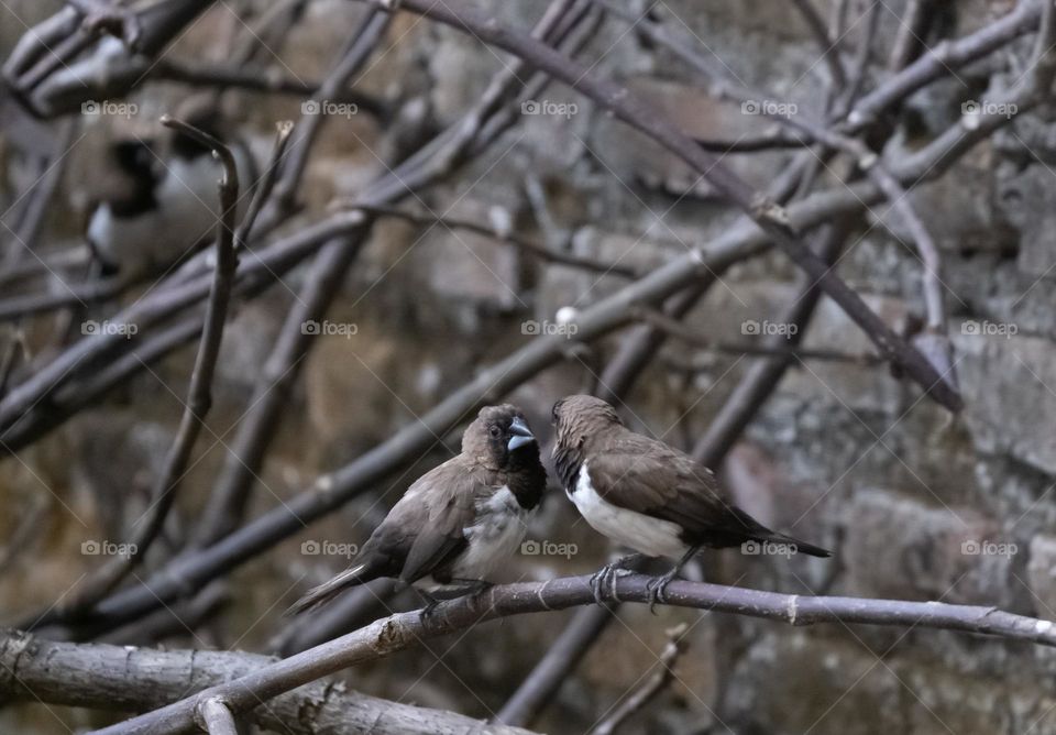 sparrows perched on a tree branch