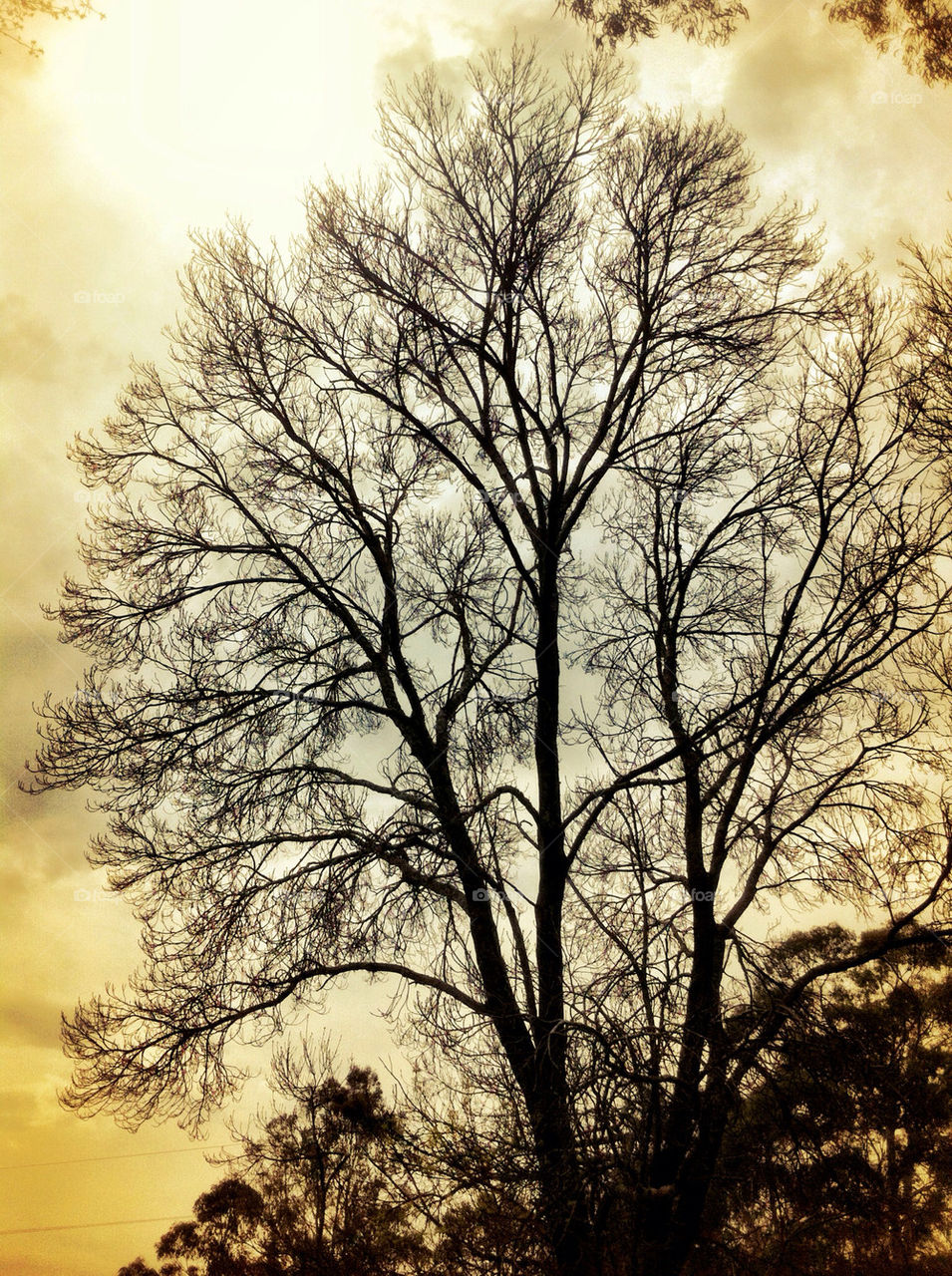 outdoor tree fall silhouette by king
