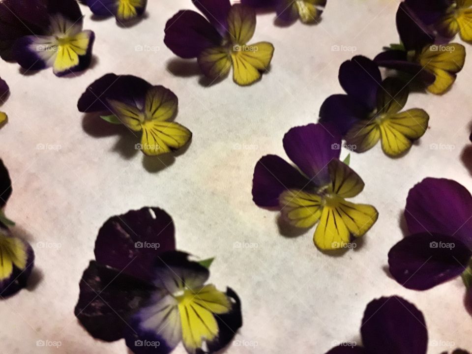 violets