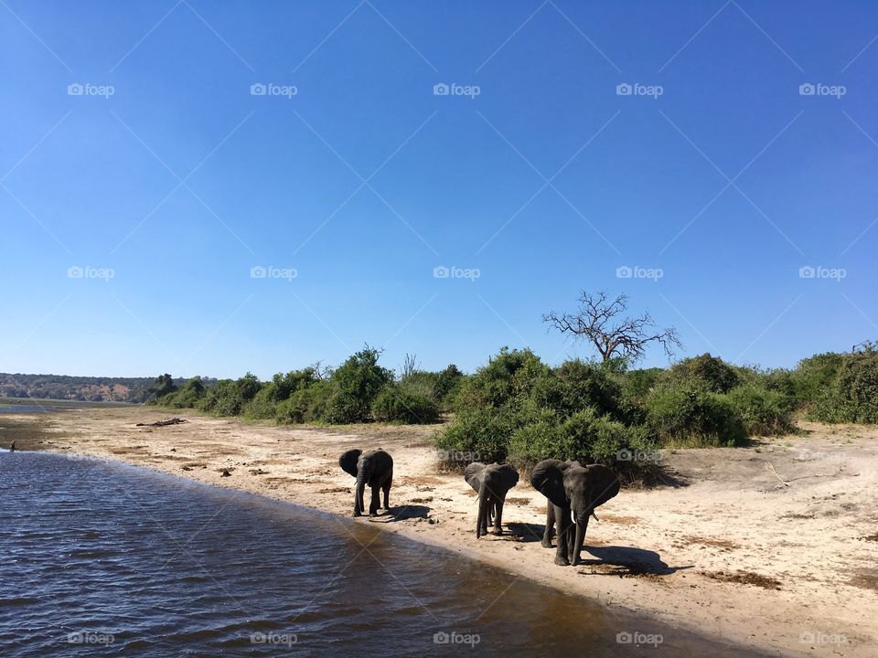 Elephants at the riverbank on a hot day.