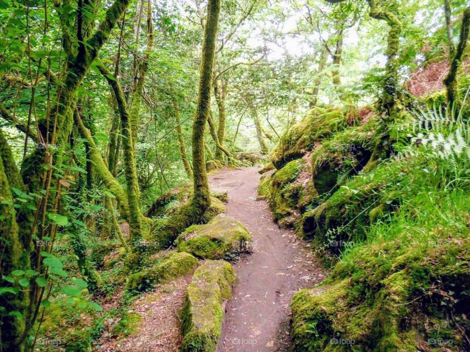 Beautiful trail in Caminho de Santiago