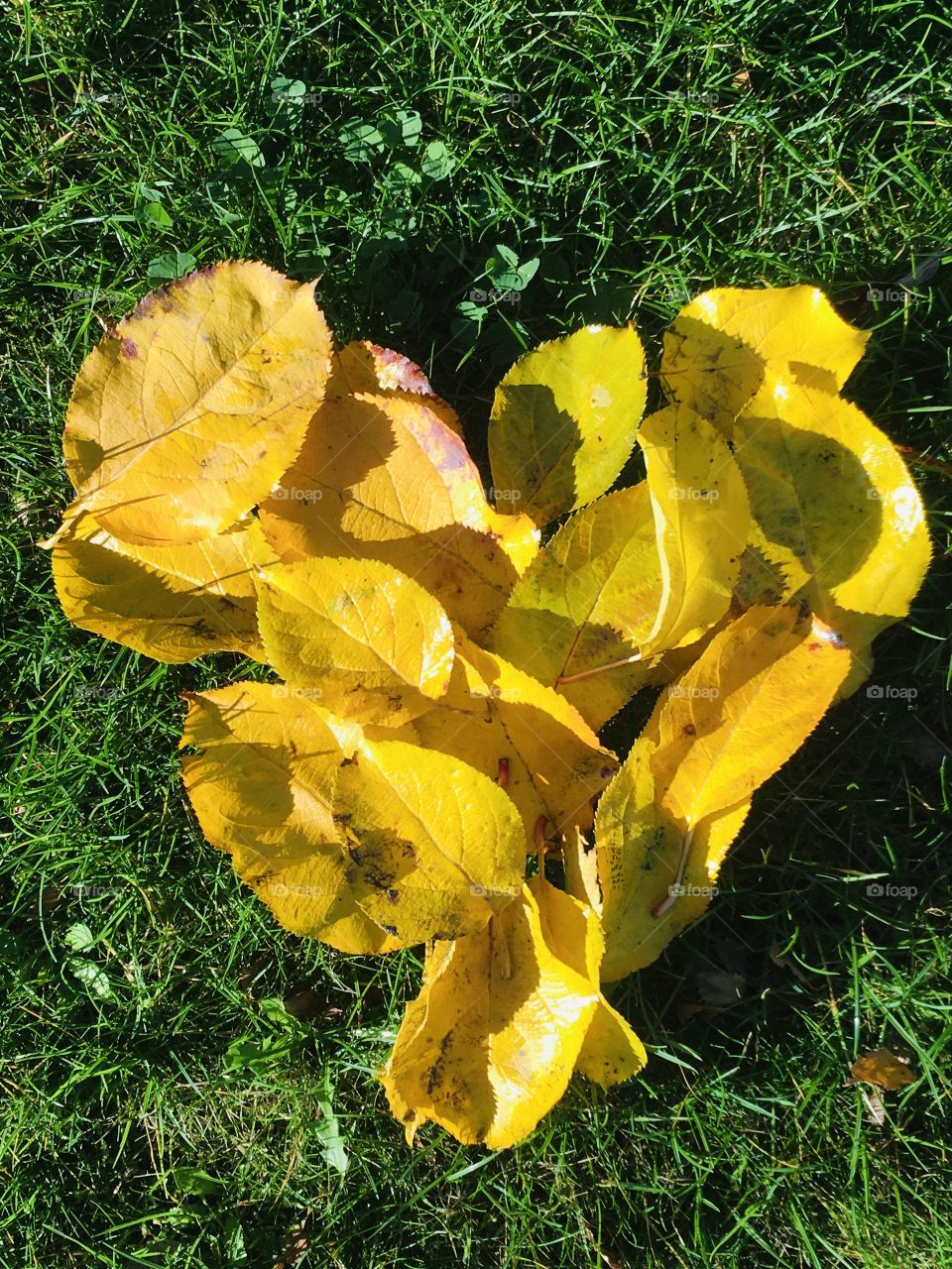 Bright and bold, beautiful yellow autumn leaves shaped in a heart across a backdrop of green grass.