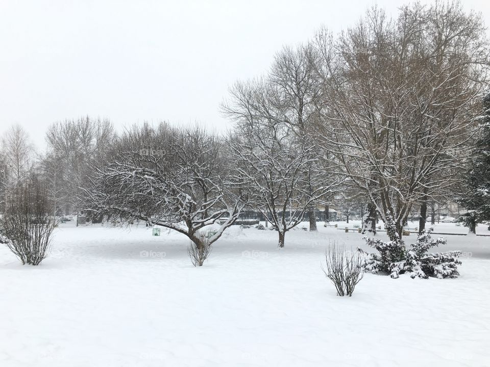 Trees covered by the snow in forest