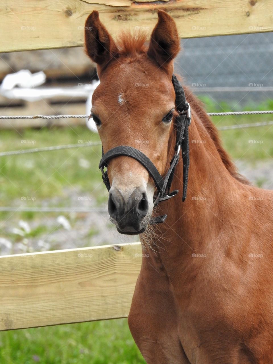 Portrait of a horse