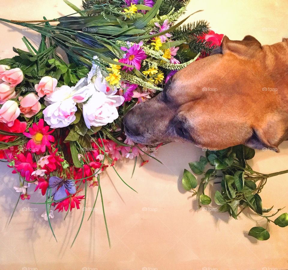 Dog Smelling Flowerd