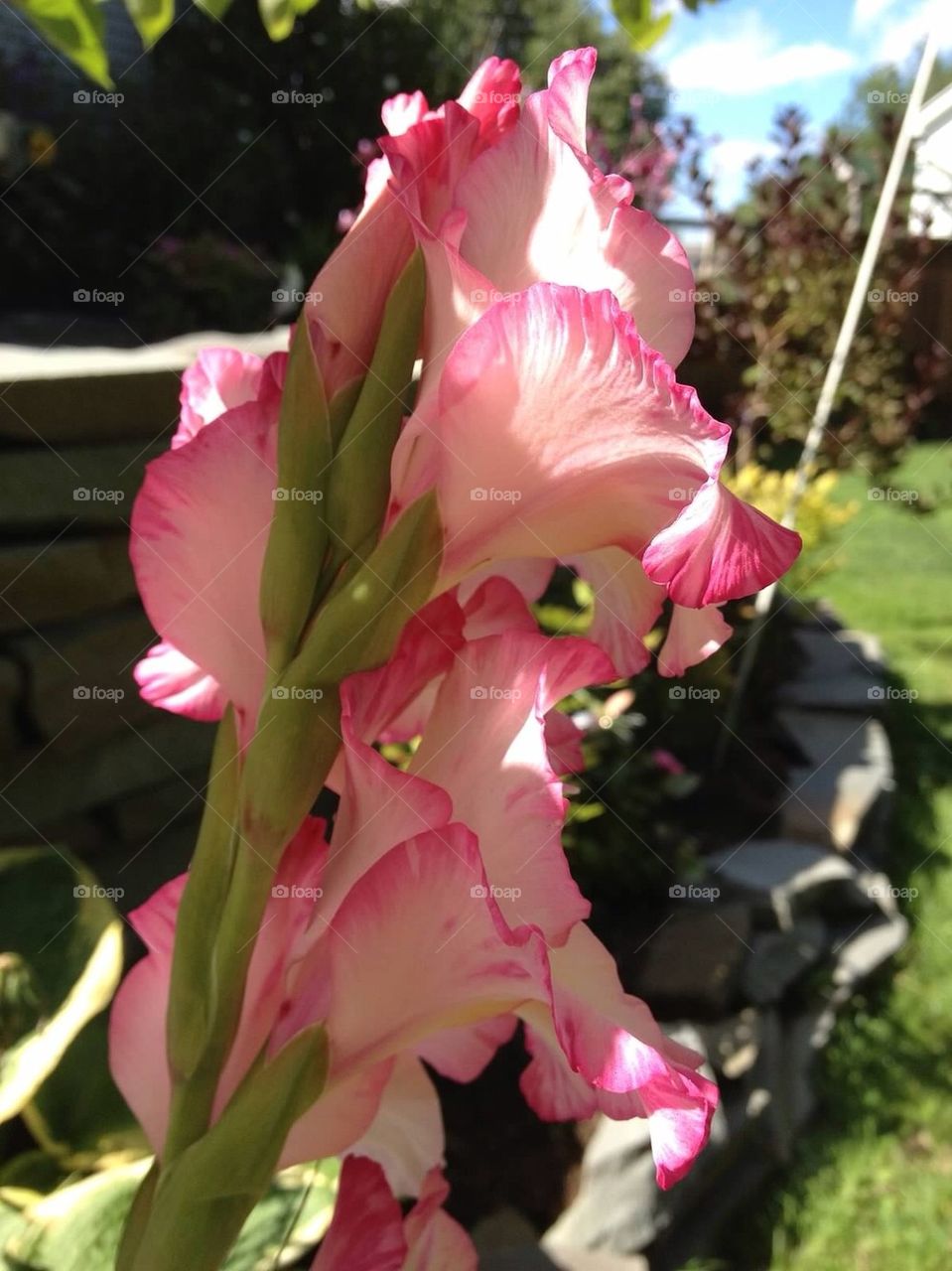 Pink flowers from behind