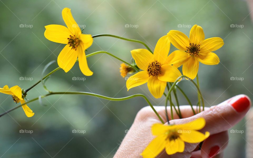 yellow flowers in the female hand summer nature, minimalistic lifestyle