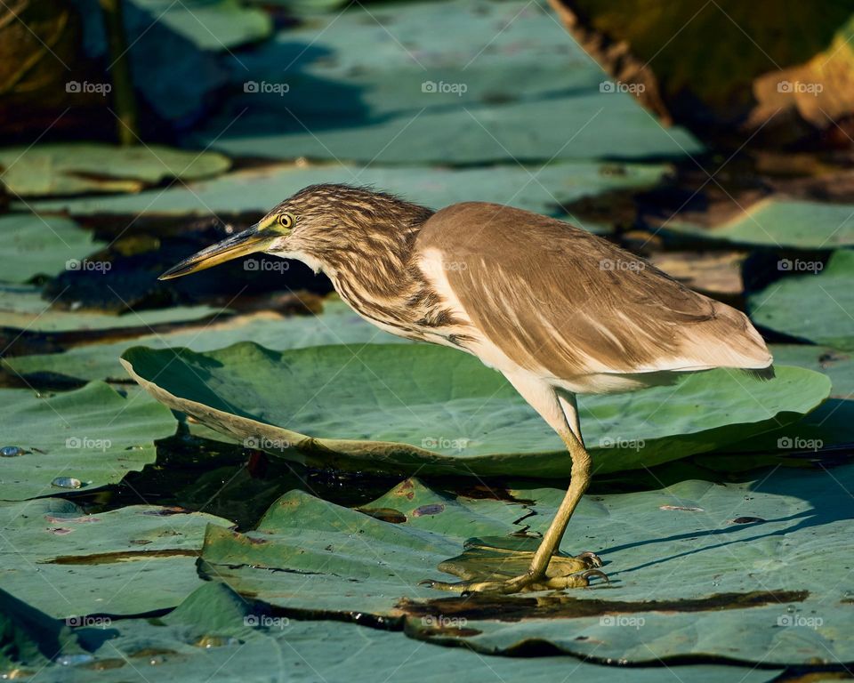 Indian pond heron  - Looking for prey 