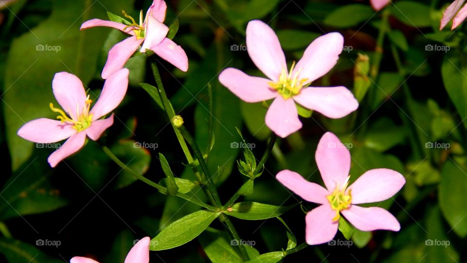 Beautiful pink flowers with yellow centers in green foliage