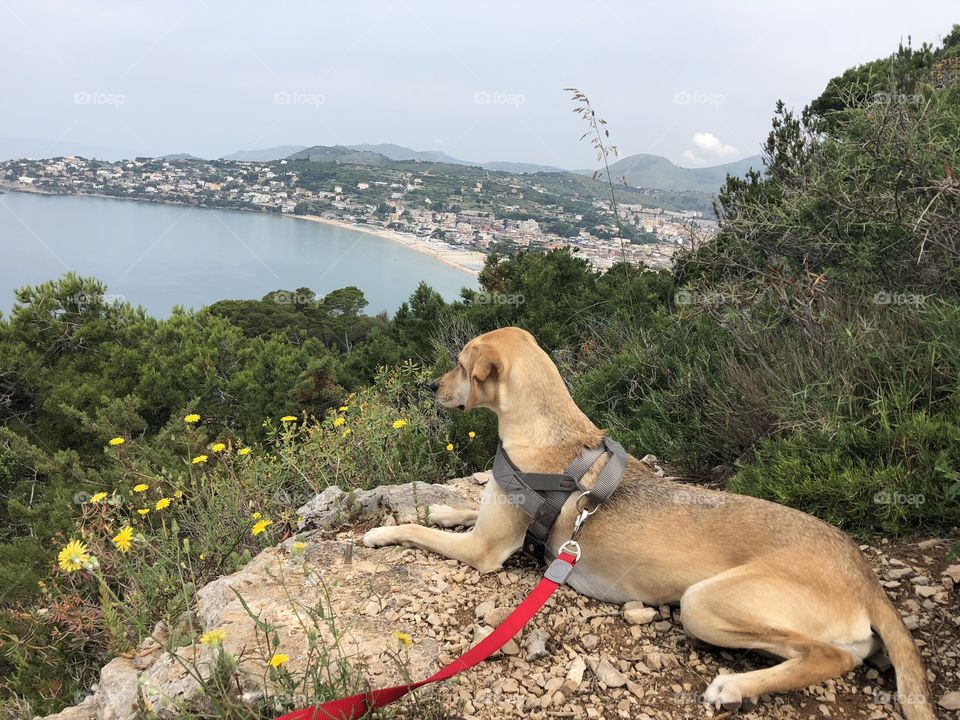 Harley enjoying the view 