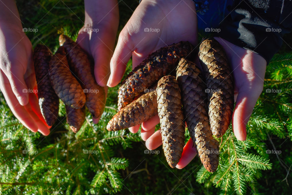 many pinecones in the hands of two girls