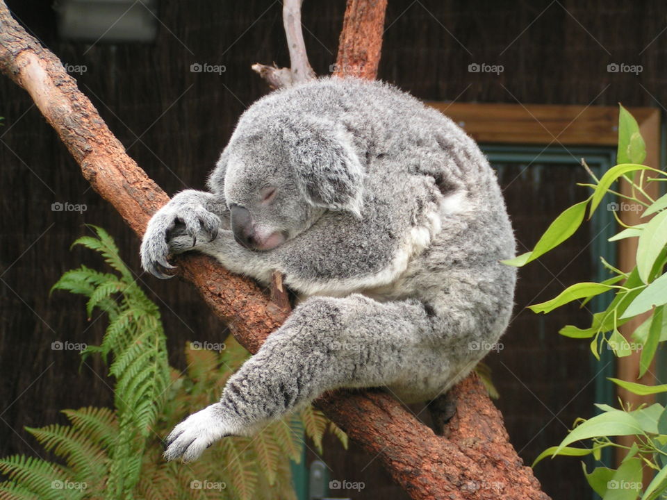 Sleeping koala