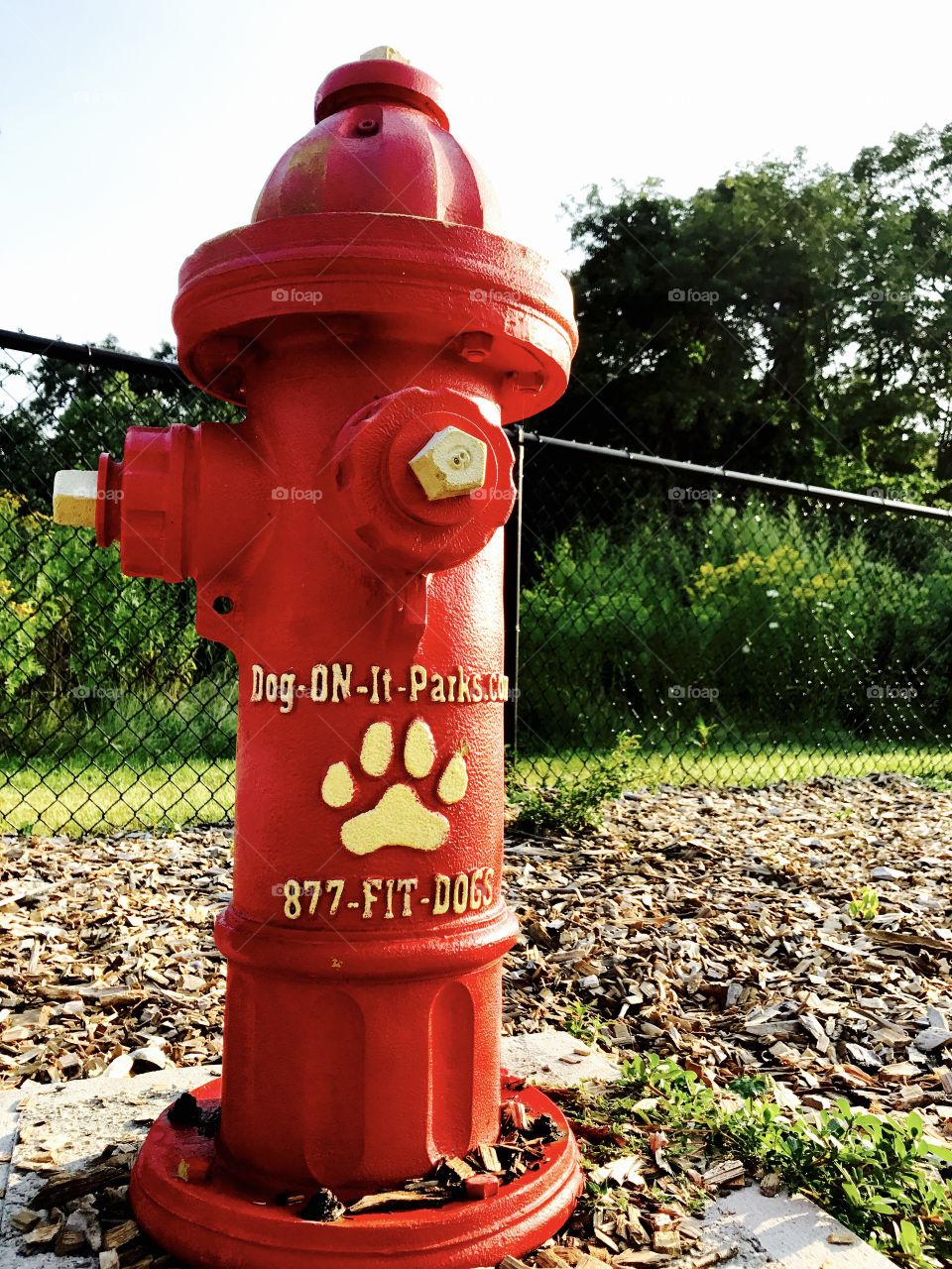 Dog park, fire hydrant 