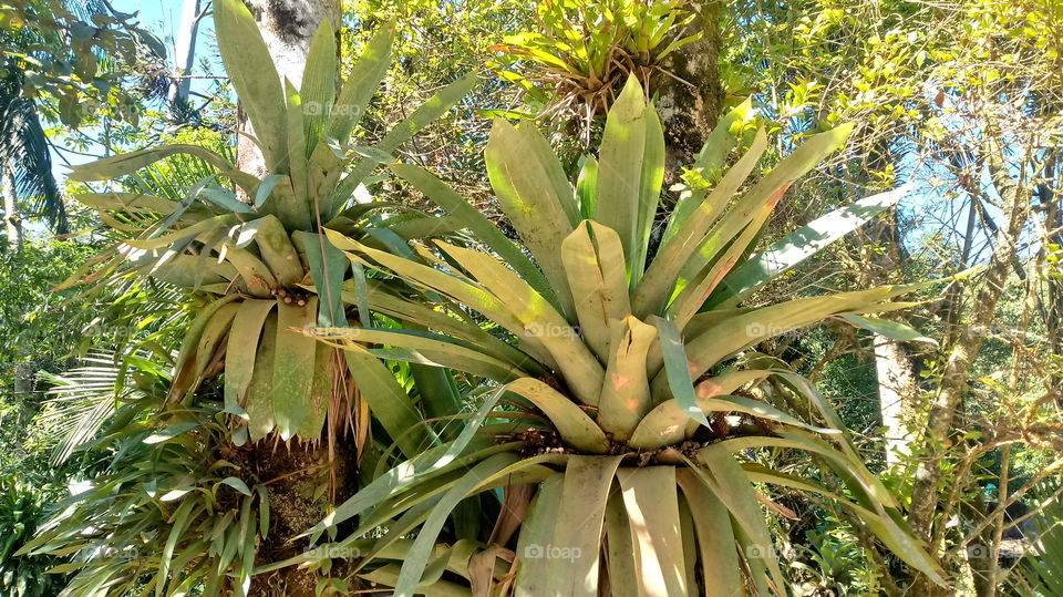 VÁRIAS BROMÉLIAS