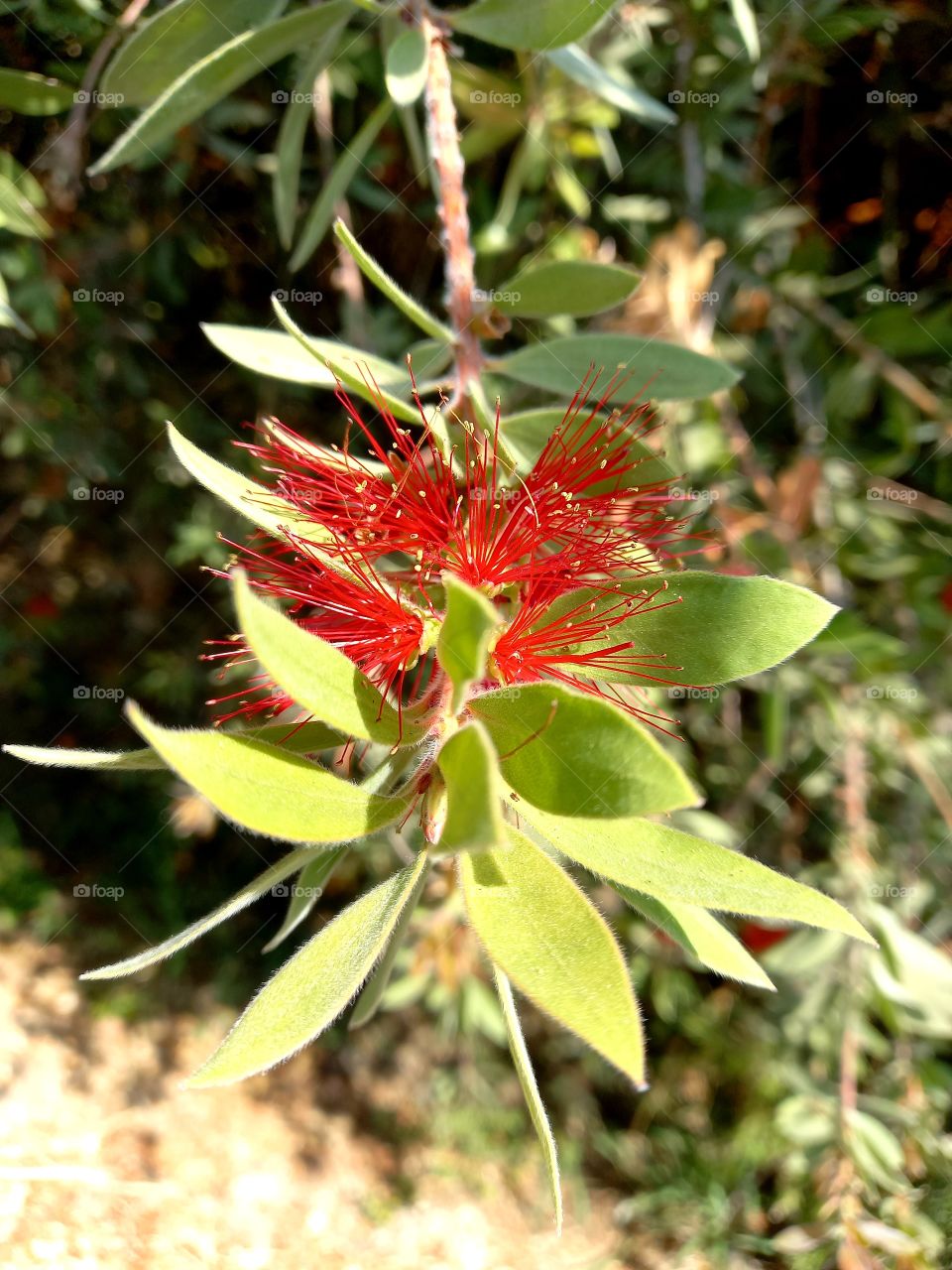 Callistemon citrinus