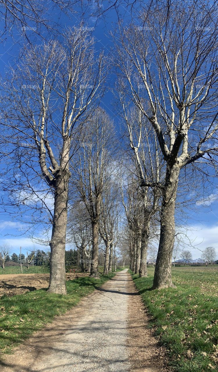 Suggestive country road between two rows of majestic plane trees in the winter season