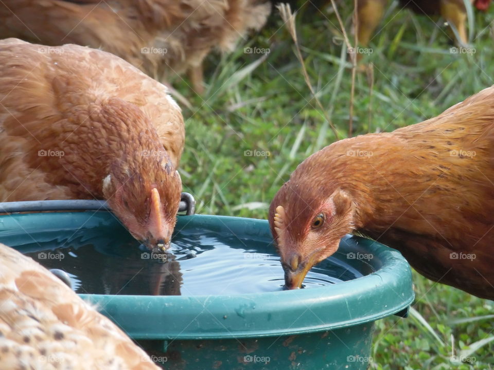 thirsty chickens