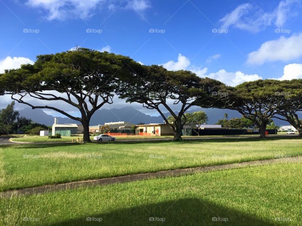 Tree of Hawaii