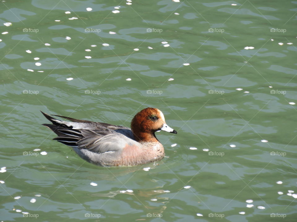 Duck in river